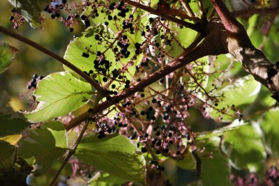 Aralia elata ´Aureovariegata´ - arálie štíhlá - plodenství  