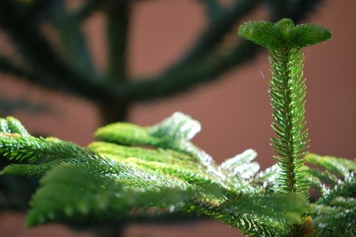 Araucaria columnaris - blahočet  