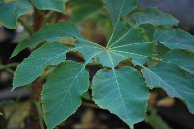 Brassaiopsis mitis - brassaiopsis  