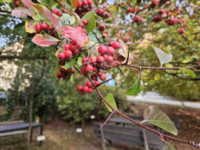 Crataegus crus-galli - hloh kuří noha 