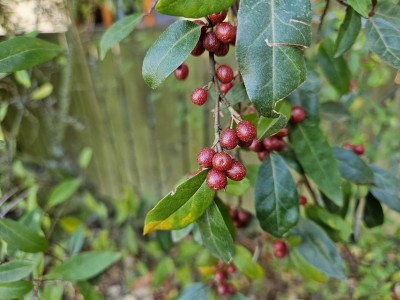 Elaeagnus umbellata - hlošina okoličnatá