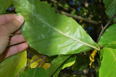 Fagus orientalis - buk východní 