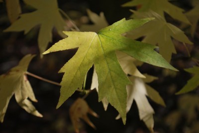 Liquidambar styraciflua ´Worplesdon´ - ambroň západní - podzim
