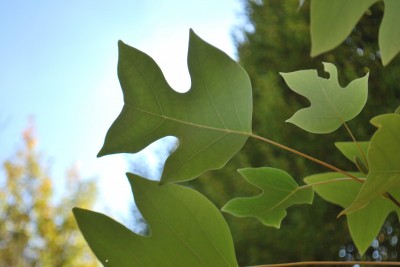 Liriodendron chinense - liliovník čínský 