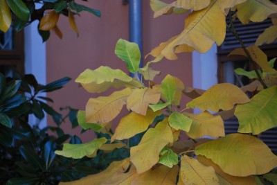 Magnolia macrophylla - šácholan velkolistý