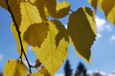 Morus alba - morušovník bílý - podzim