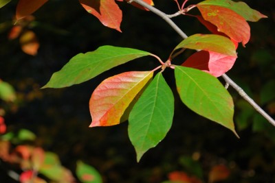 Nyssa sylvatica - tupela lesní - podzim