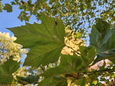 Platanus × hispanica - platan javorolistý  