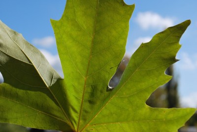 Platanus orientalis - platan východní   