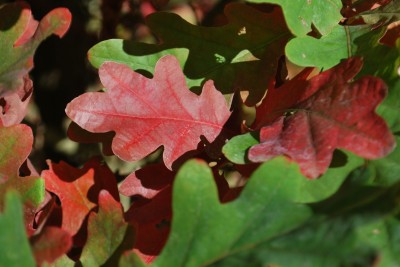 Quercus × bimundorum ´Crimschmidt´ - kříženec dubu bílého a letního - podzim