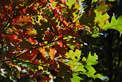 Quercus × bimundorum ´Crimschmidt´ - kříženec dubu bílého a letního - podzim  