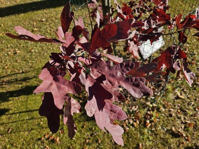 Quercus alba ´Wieting´ - dub bílý - podzim