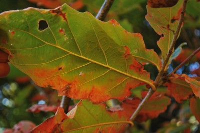Quercus aliena - dub aliena - podzim  