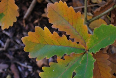 Quercus dentata ´Carl Ferris Miller´ - dub zubatý - podzim