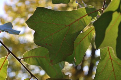 Quercus marilandica - dub marylandský - podzim