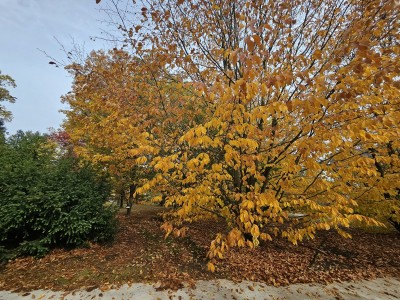Fagus orientalis - buk východní - podzim 