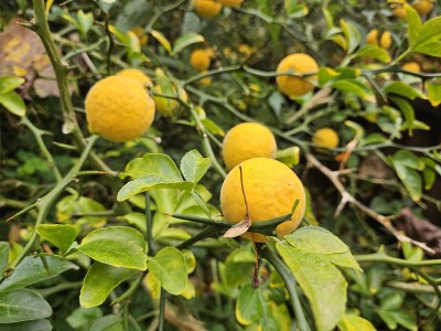 Poncirus trifoliata - citronečník trojlistý - plody