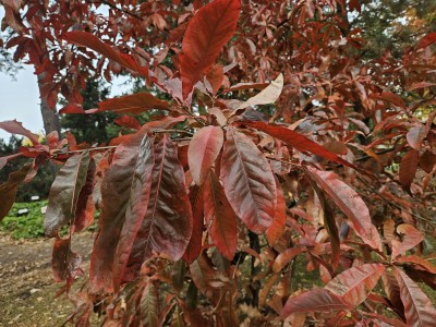 Quercus imbricaria - dub celokrajný - podzim