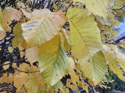 Carpinus betulus ´Columnaris´ - habr obecný