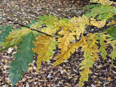 Carpinus betulus ´Quercifolia´ - habr obecný