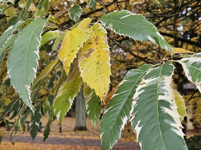 Castanea sativa ´Variegata´ - kaštanovník jedlý