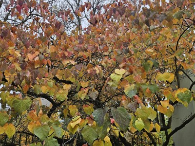 Cercis canadensis ´Forest Pansy´ - zmarilka kanadská