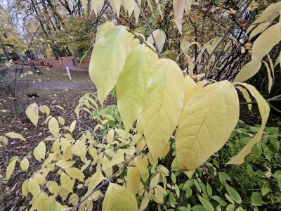Chimonanthus praecox - zimokvět časný