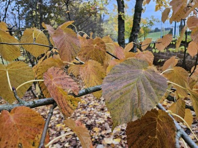 Davidia involucrata - davidie listenová