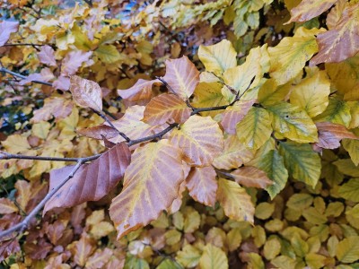 Fagus sylvatica ´Franken´ - buk lesní