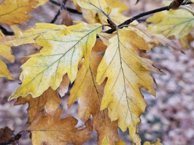 Fagus sylvatica ´Quercifolia´ - buk lesní