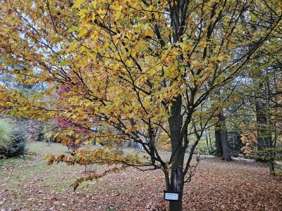 Fagus sylvatica ´Quercifolia´ - buk lesní 