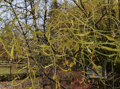 Fraxinus excelsior ´Erosa´ - jasan ztepilý