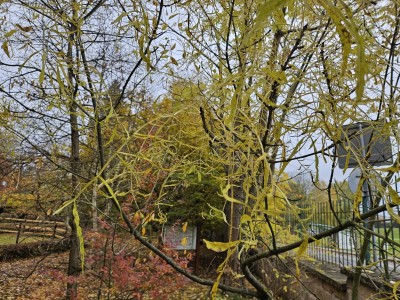 Fraxinus excelsior ´Erosa´ - jasan ztepilý 