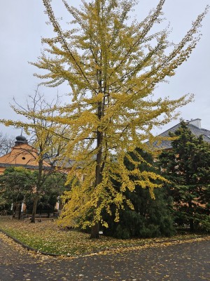 Ginkgo biloba - jinan dvoulaločný