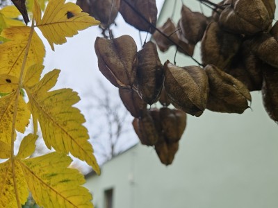 Koelreuteria paniculata - svitel latnatý