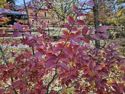 Lagerstroemia indica - pukol indický