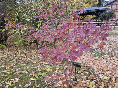 Lagerstroemia indica - pukol indický  