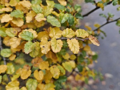 Nothofagus antarctica - pabuk jižní