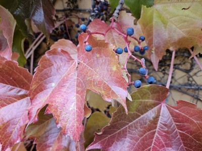 Parthenocissus tricuspidata - loubinec trojlaločný