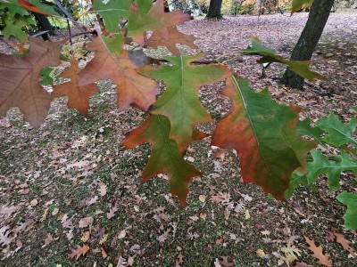 Quercus ´Mauri´ - dub Maurův (dub červený × bahenní)
