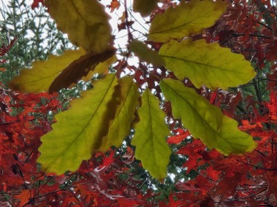 Quercus cerris - dub slovenský (cer)