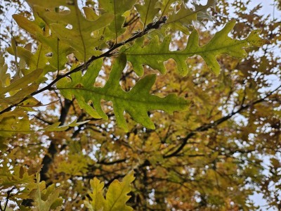 Quercus cerris ´Laciniata´ - dub cer