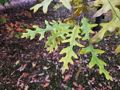 Quercus cerris ´Laciniata´ - dub cer 