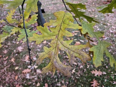 Quercus cerris ´Laciniata´ - dub cer  