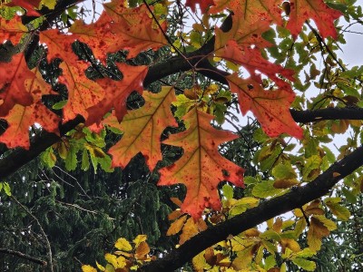 Quercus coccinea - dub šarlatový 