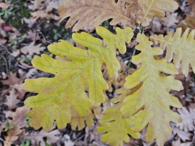 Quercus frainetto - dub uherský