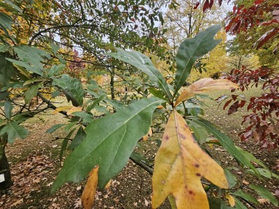 Quercus nigra - dub černý