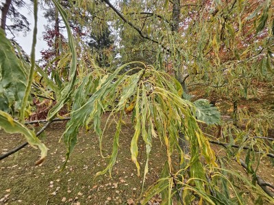 Quercus petraea ´Laciniata´ - dub zimní