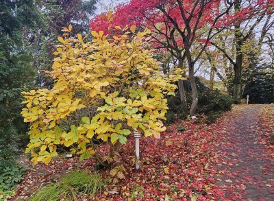 Quercus pontica - dub černomořský 