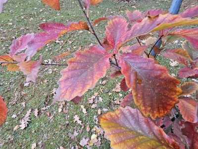 Quercus prinus - dub košíčkatý